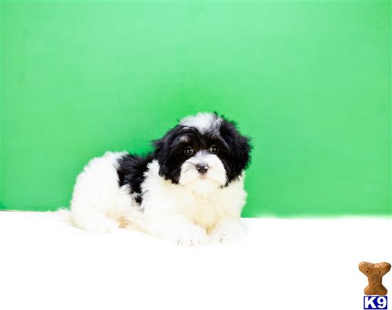 addisongood Picture 1